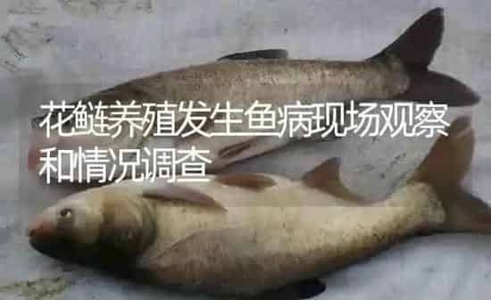花鲢养殖发生鱼病现场观察和情况调查 | 淡水养殖