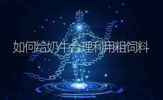 如何给奶牛合理利用粗饲料 | 动物养殖饲料