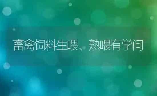 畜禽饲料生喂、熟喂有学问 | 动物养殖饲料