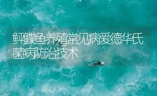 鲆鲽鱼养殖常见病爱德华氏菌病防治技术 | 海水养殖