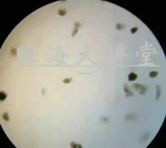 黑鱼生鱼黑芝麻培育技术要点详解