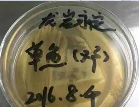 台风暴雨后，草鱼药敏实验分析案例分享