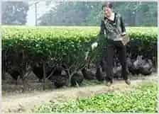 茶园养鸡技术 | 动物养殖技术