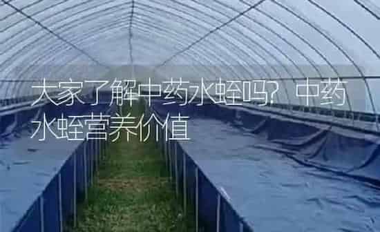 大家了解中药水蛭吗?中药水蛭营养价值 | 养殖病虫害防治