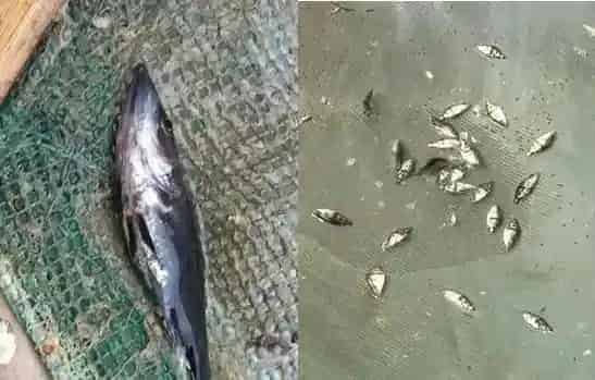 成功处理因药物残留引起鳜鱼苗中毒