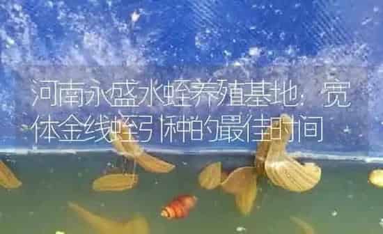 河南永盛水蛭养殖基地：宽体金线蛭引种的最佳时间 | 特种养殖
