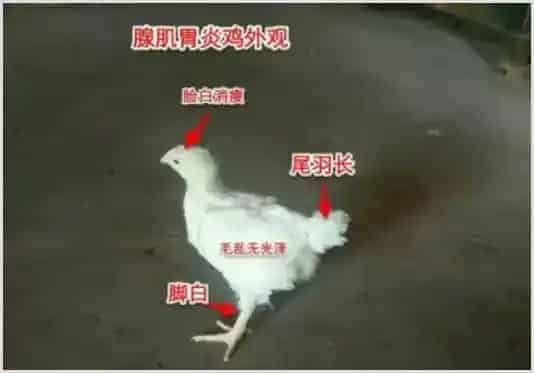 鸡腺肌胃炎的病因及什么药物治疗好 | 养殖知识