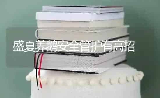 盛夏养鹅安全管护有高招 | 家禽养殖