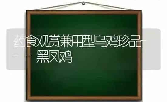 药食观赏兼用型乌鸡珍品---黑凤鸡 | 养殖病虫害防治