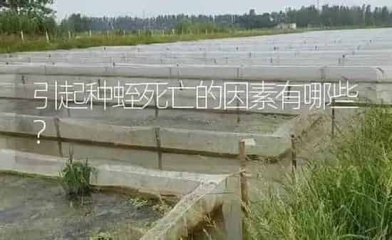 引起种蛭死亡的因素有哪些？ | 特种养殖