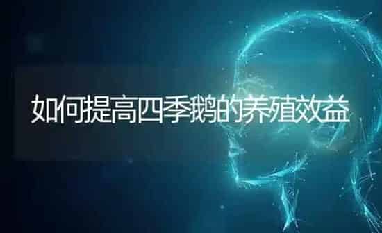 如何提高四季鹅的养殖效益 | 家禽养殖