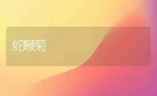 蛇鞭菊 | 特种养殖