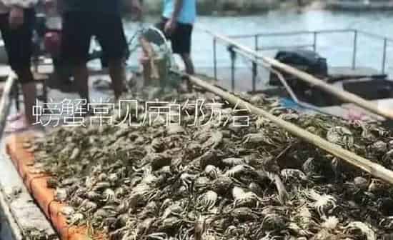 螃蟹常见病的防治 | 淡水养殖