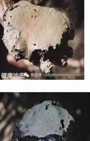 海参不下礁的原因分享及处理方法