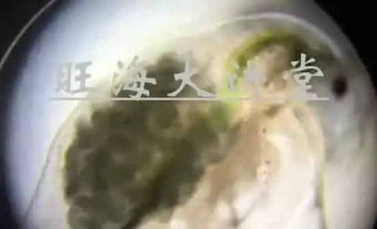 黑鱼生鱼黑芝麻培育技术要点详解