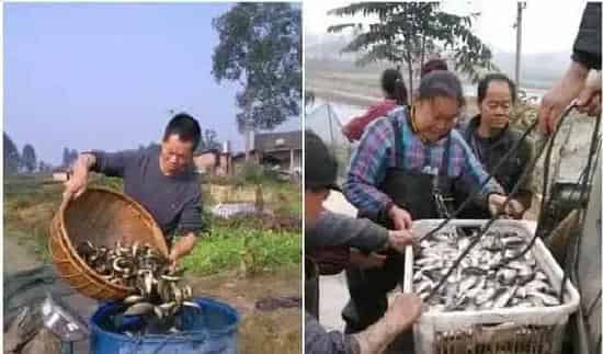 秋季鱼病易高发，做好以下几点很重要