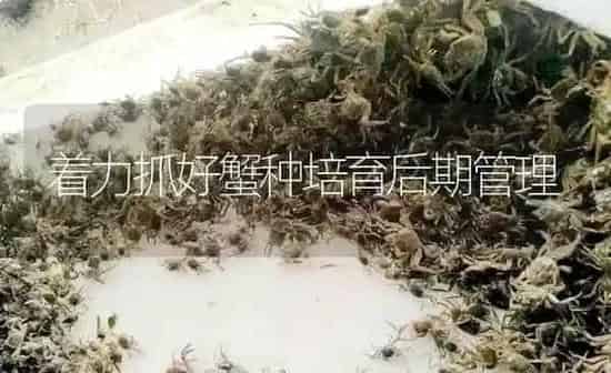 着力抓好蟹种培育后期管理 | 淡水养殖
