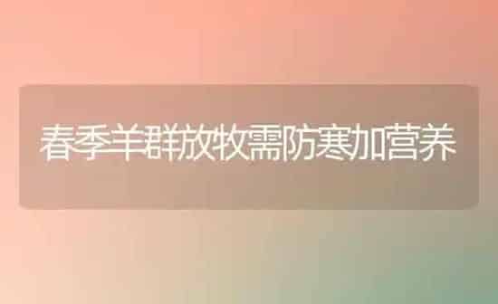 春季羊群放牧需防寒加营养 | 家畜养殖