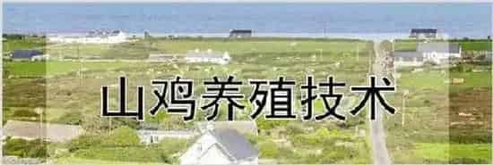 山鸡养殖技术 | 养殖动物技术
