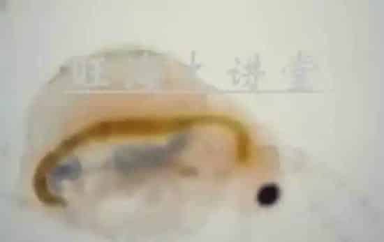 黑鱼生鱼黑芝麻培育技术要点详解
