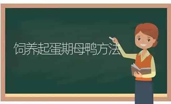 饲养起蛋期母鸭方法 | 家禽养殖