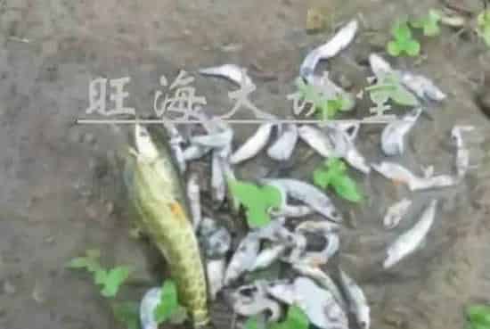黑鱼生鱼黑芝麻培育技术要点详解