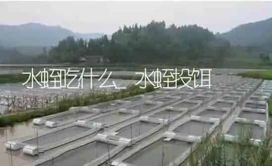 水蛭吃什么_水蛭投饵 | 特种养殖