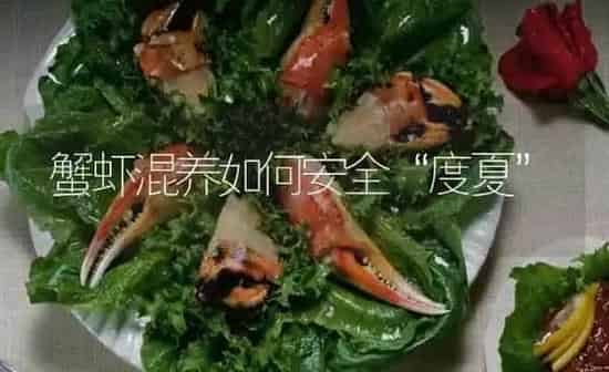 蟹虾混养如何安全“度夏” | 淡水养殖