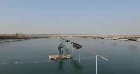 海参再度夏，养殖户要防的不止是高温？