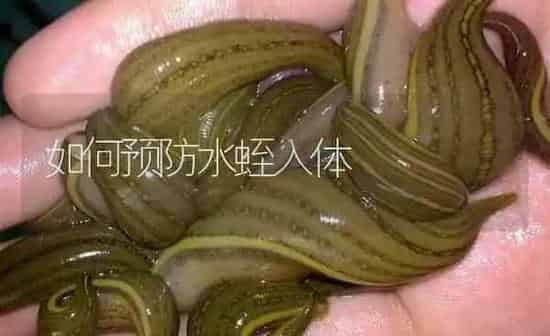 如何预防水蛭入体 | 特种养殖