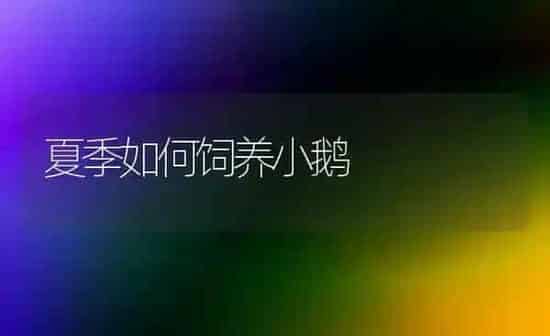 夏季如何饲养小鹅 | 家禽养殖