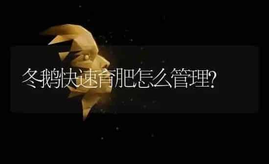 冬鹅快速育肥怎么管理？ | 家禽养殖