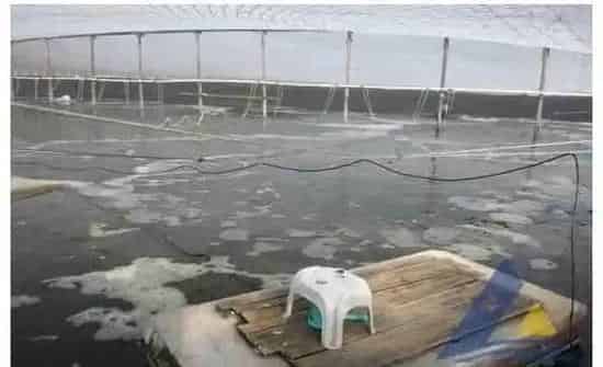 南美白对虾“黑脚偷死”，检出偷死野田村病毒一例