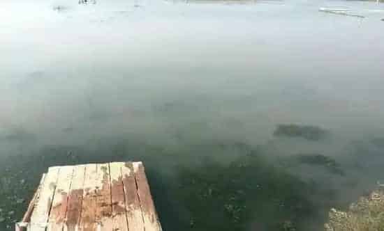 河蟹池塘处理青苔一例介绍