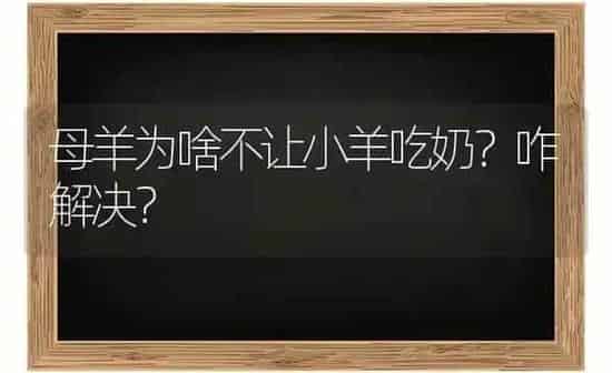 母羊为啥不让小羊吃奶？咋解决？ | 家畜养殖