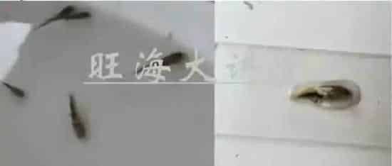 黑鱼生鱼黑芝麻培育技术要点详解