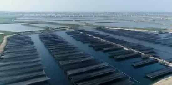 海参再度夏，养殖户要防的不止是高温？