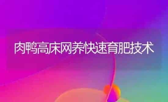 肉鸭高床网养快速育肥技术 | 家禽养殖