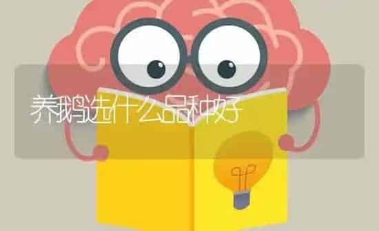 养鹅选什么品种好 | 家禽养殖