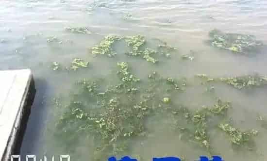 河蟹池塘处理青苔一例介绍