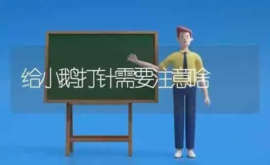 给小鹅打针需要注意啥 | 家禽养殖