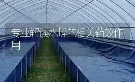 专业解读水蛭的相关药效作用 | 养殖病虫害防治