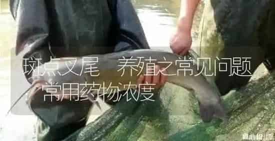 斑点叉尾鮰养殖之常见问题：常用药物浓度 | 养殖病虫害防治