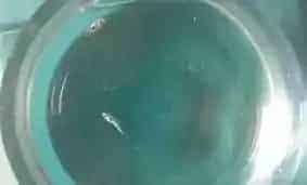 【技术交流】石斑鱼孵化技术关键点