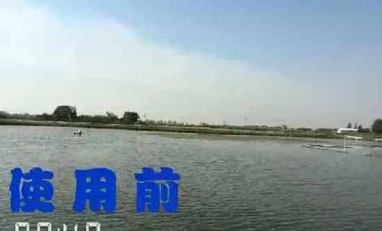河蟹池塘处理青苔一例介绍