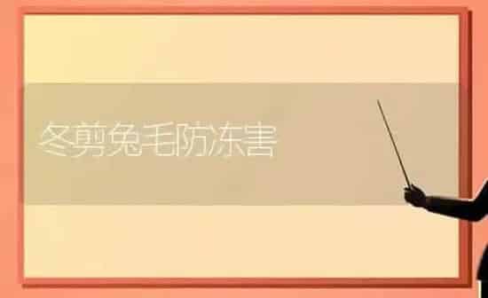冬剪兔毛防冻害 | 家畜养殖