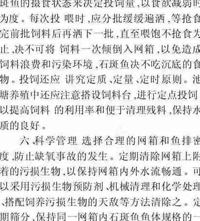石斑成鱼养殖技术