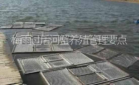 梅雨过后河蟹养殖管理要点 | 淡水养殖
