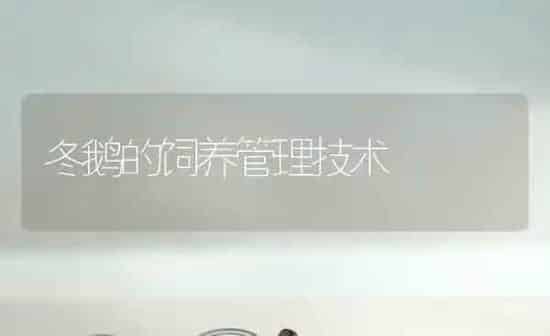 冬鹅的饲养管理技术 | 家禽养殖