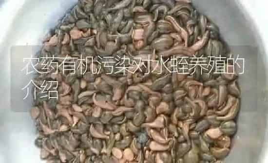 农药有机污染对水蛭养殖的介绍 | 养殖病虫害防治